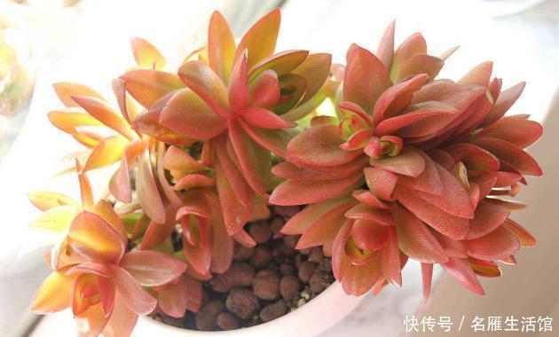 盆死|多肉养1盆死1盆?记住这4条规则就能一个劲地长,又肥又漂亮