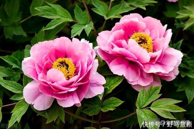 一首流传很广的唐诗，每一句都是千古名言，写出了不一样的牡丹花