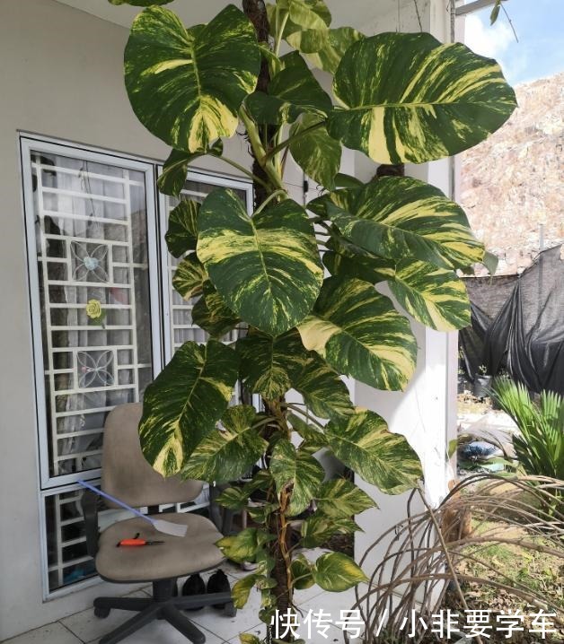 绿萝养久了,居然变成了龟背竹,还开背了!