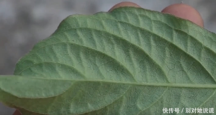 農(nóng)村這種野草,幾十年前是“豬飼料”如今一斤50元根莖成稀罕貨