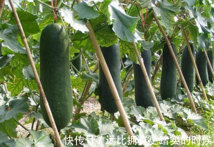 浮肿病|长寿老人爱吃的此种食物,降血糖、降血压,早知早受益