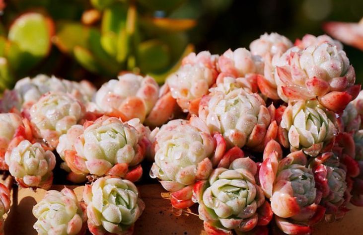 贝瑞|冰梅和双子贝瑞,一直分不清的2种多肉,养过才知道起码有4点区别