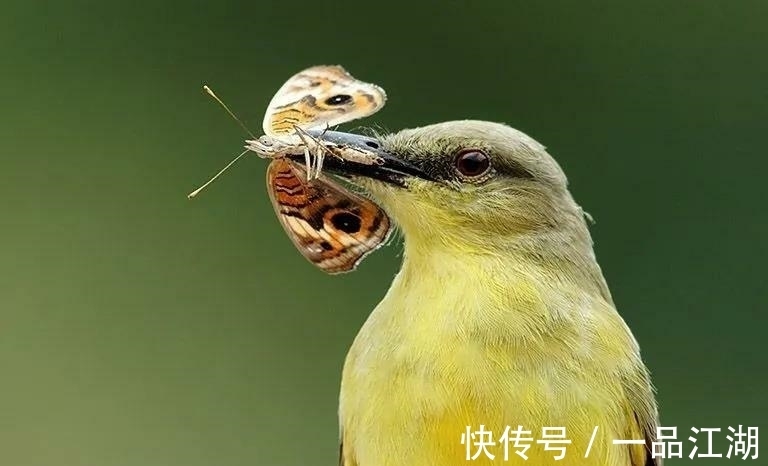 24个冷知识：生物老师看完直呼不可思议，但却真实存在的有趣知识