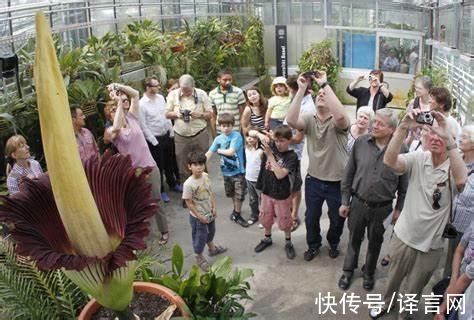 荷兰|罕见:荷兰特殊植物开花高达1.8米，因气味恶臭也被称尸花