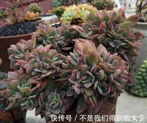冬天|马上要降温了,多肉植物怕冻吗?这几点要注意