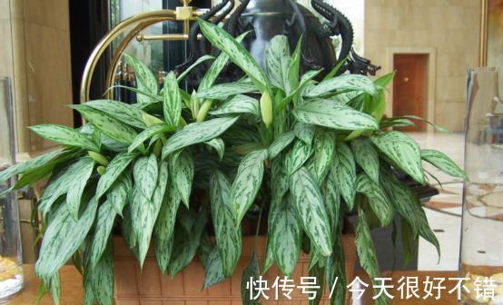 农历十一月大雪过后，养什么花？家里养3种花，顺心如意喜气洋洋