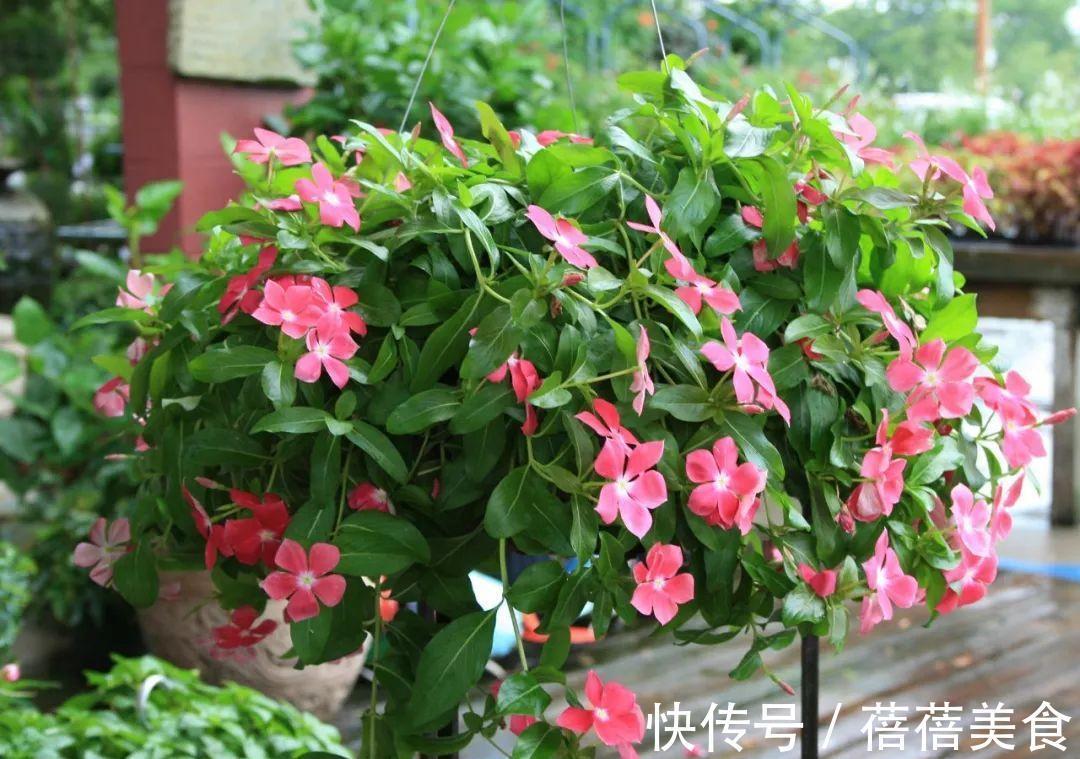 19种常见花“耐寒能力”一览表,天冷要不要“入室”,看看就知道