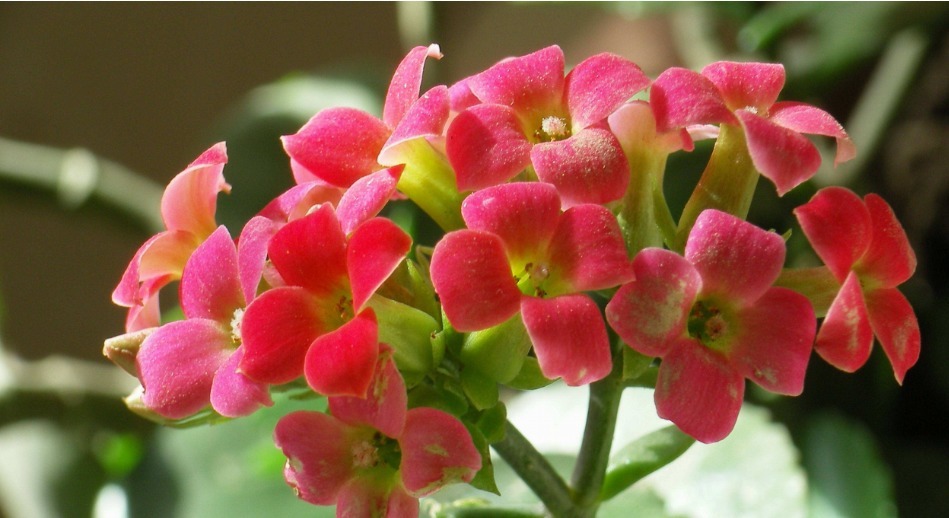 花友最喜欢的四种花卉，沾土就活好养护，开花爆盆很简单！