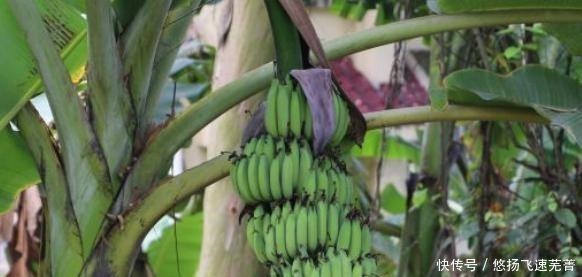 为什么香蕉是人类驯养的成功和失败的水果