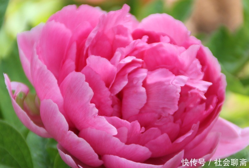 此花属于中国十大名花，曾作为中国的国花，被尊誉为“花王”