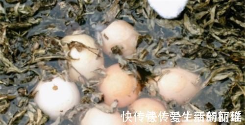 长寿|人到中年想长寿,不妨坚持吃3种食物,健脾养胃,增强免疫力