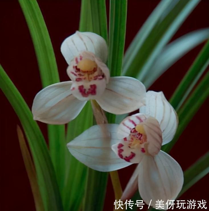 兰花瓣型详细解说，快来瞧瞧您养的兰花是什么瓣型吧