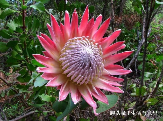 帝王花,无实力对不起此名儿,一开不谢的花!教你养法,绝对霸气