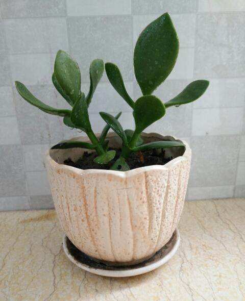 常见的4种花，再便宜也不要买，摘几片叶子，就能轻松养出一大盆