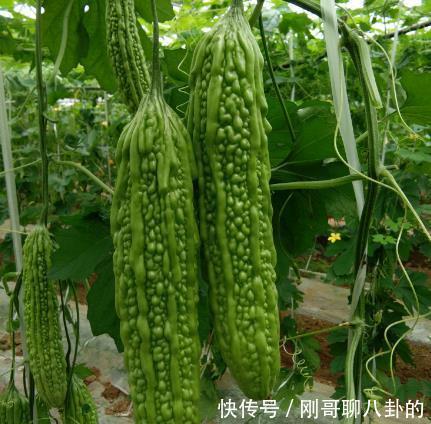 小时候|5种小时候坚决不吃,现在却觉得“真香”的菜,你中了几个?