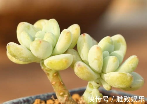 多肉凝脂莲叶片发软怎么办教你3个小妙招,叶片挺拔紧致更美观