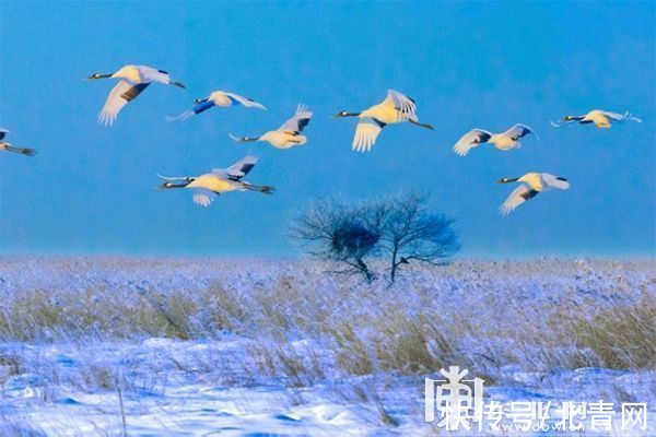 王进喜|观鹤、冬捕、泡汤…… 解锁“鹤舞雪原”冰雪旅游线路的N种玩法