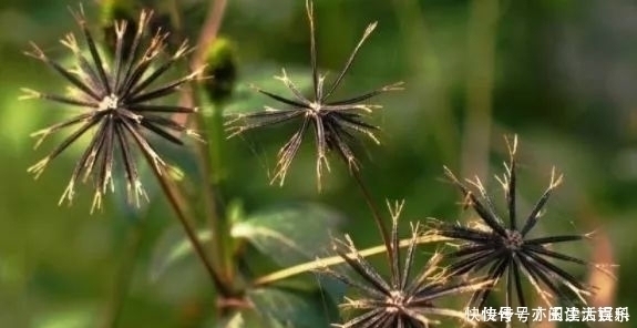 降血压|农村人见人烦的一种野草,其实药用价值极高,炮制后可以降血压!