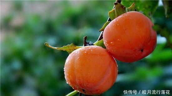 甜脆|金秋十月,罗田甜柿,甜脆可口,你吃过吗