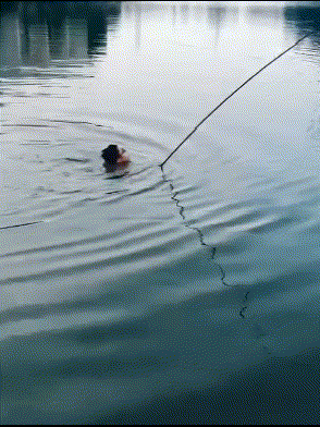 |搞笑GIF动图:老哥你这是叫鱼给钓了吧