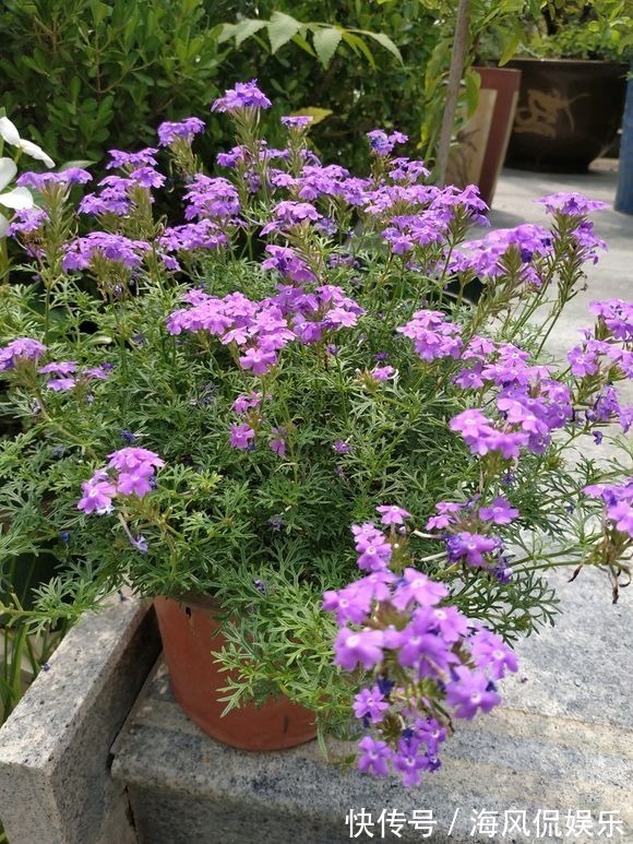 这3种花,一到秋天就开爆盆,阳台美成小花园!