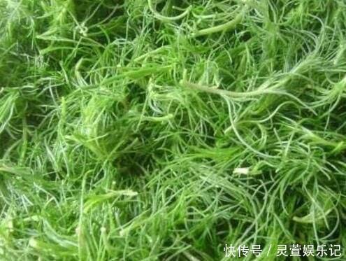 野菜|最高可长1米，一茬可割4次，含钙量超过牛奶，包饺子超美味