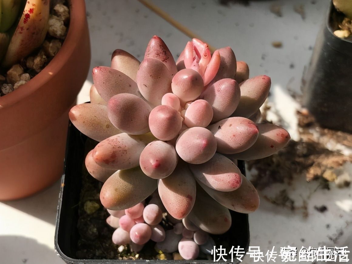 太阳光|养多肉,用盆就讲究,还别不信,露养用大盆,室内养用小盆