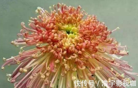 喜欢养菊就选“盘龙景色”,花姿卓越,光彩照人,观赏性价值极高