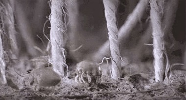 脸部|床上有没有螨虫,身体4个信号告诉你,除螨土办法,赶走床上螨虫