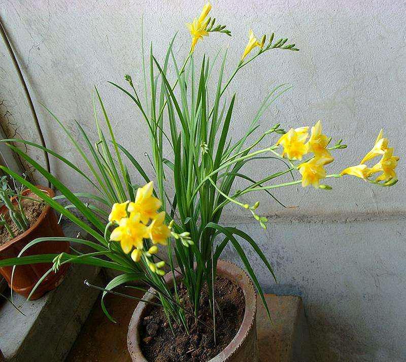 3种花是“阴生花”,不怕没有“光”,家里越“暗”长得好