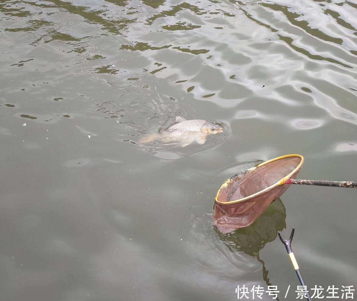 听觉|钓鱼时不能大声说话,声音会把鱼吓跑,鱼真能听到人说话吗?