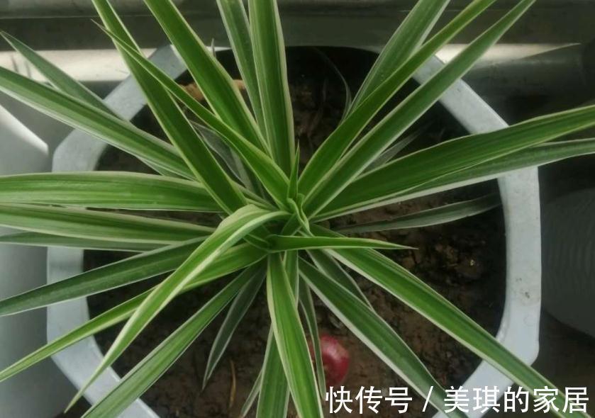 珍珠岩|甭淘汰养花旧土，这么一处理添加，不用多花钱土质就变好了