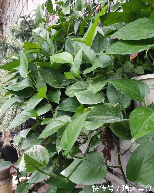 肥料|绿萝就要这样养，叶片油亮蹭蹭长，一盆养一年，爬满整面墙
