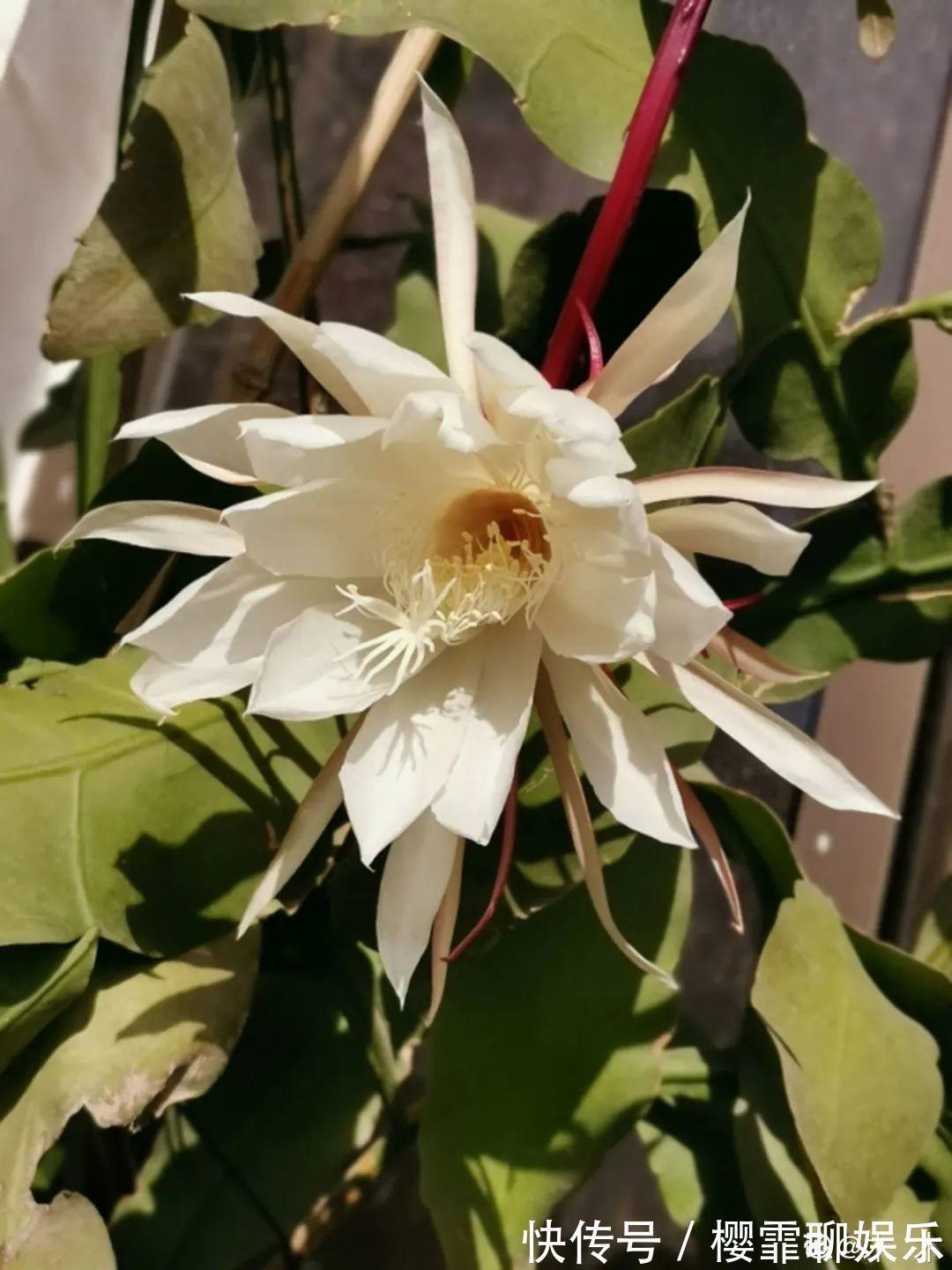 大爷家荷花种在花盆里,1次开花20朵,比巴掌还大!