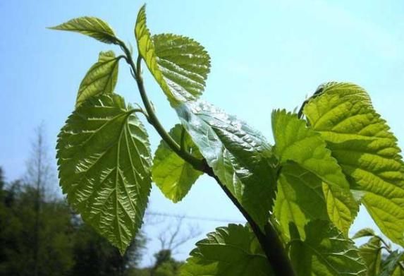 采摘|这野果没皮没核，农村不受重视，城里却高攀不起，5月错过太可惜