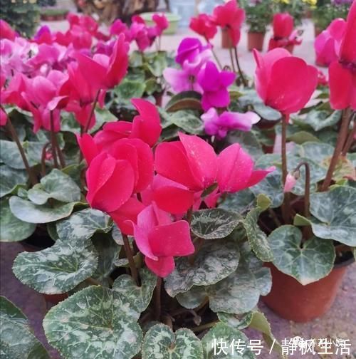 开花期|仙客来开花期，给它做4个小细节，开花时间长，花色更美