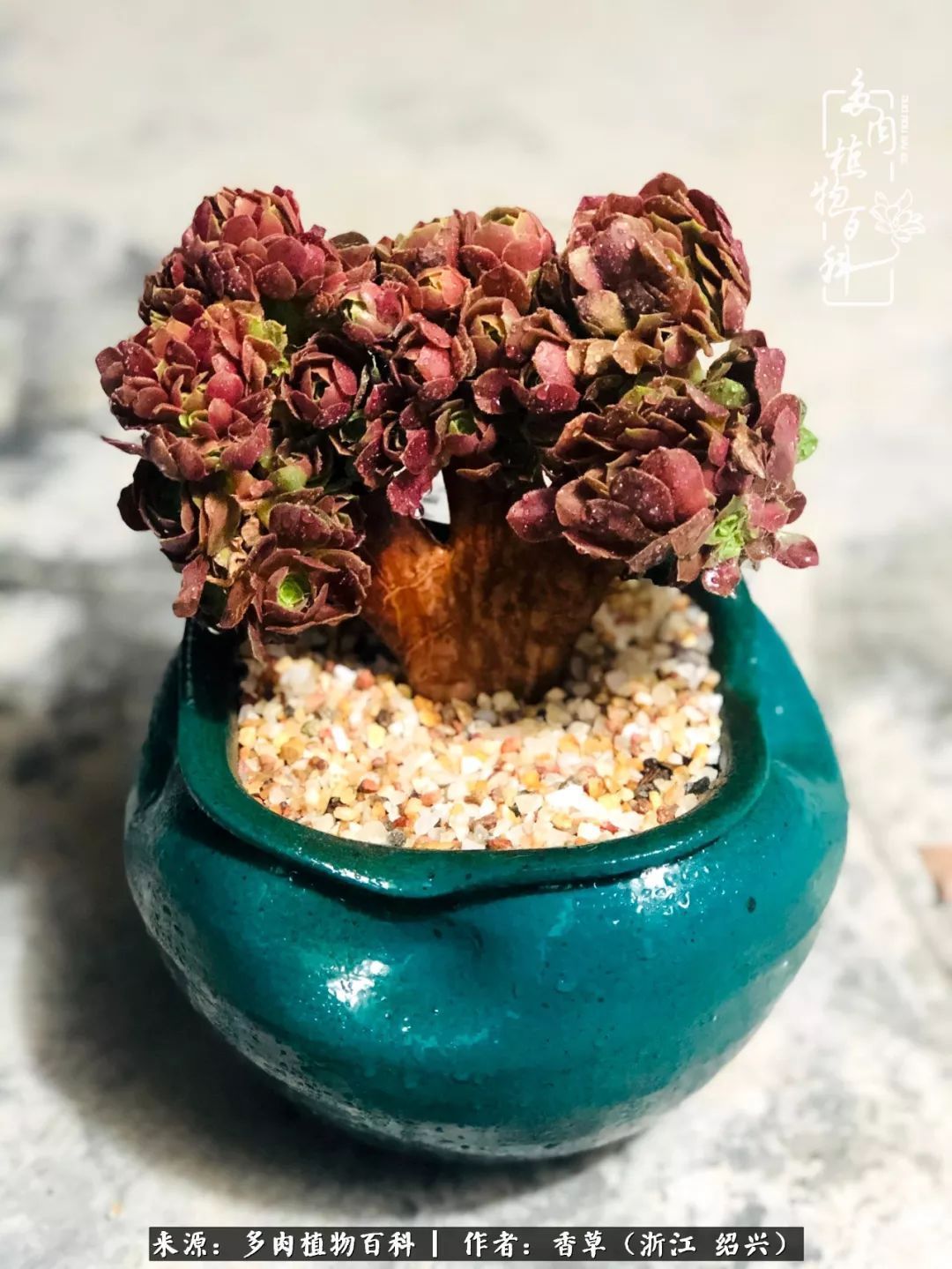 阳台上的一亩三分地，我愿与你一起，与时光媲美！