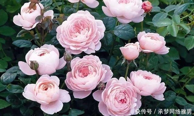 开爆|爱你的小花匠,七夕前,养好了20种月季花,随便1种都已开爆盆