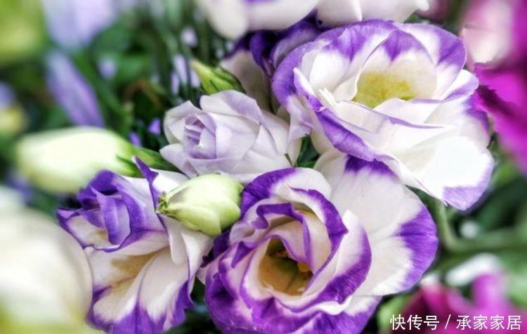 4种花适合种在院子里,好养易活花色鲜艳,变成一片花海