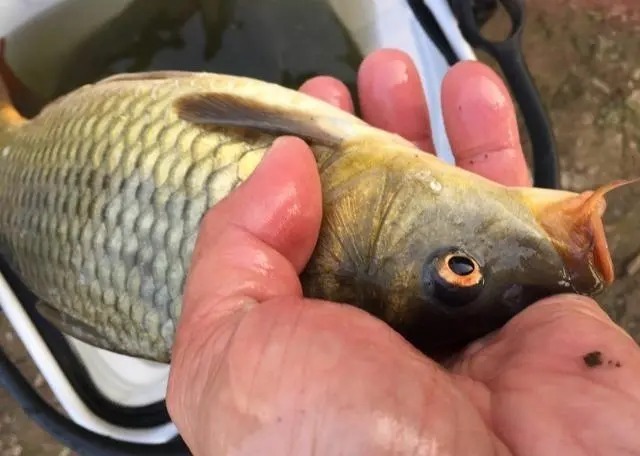 铅皮|调漂之后,为何目数变来变去?原来是这些原因导致的