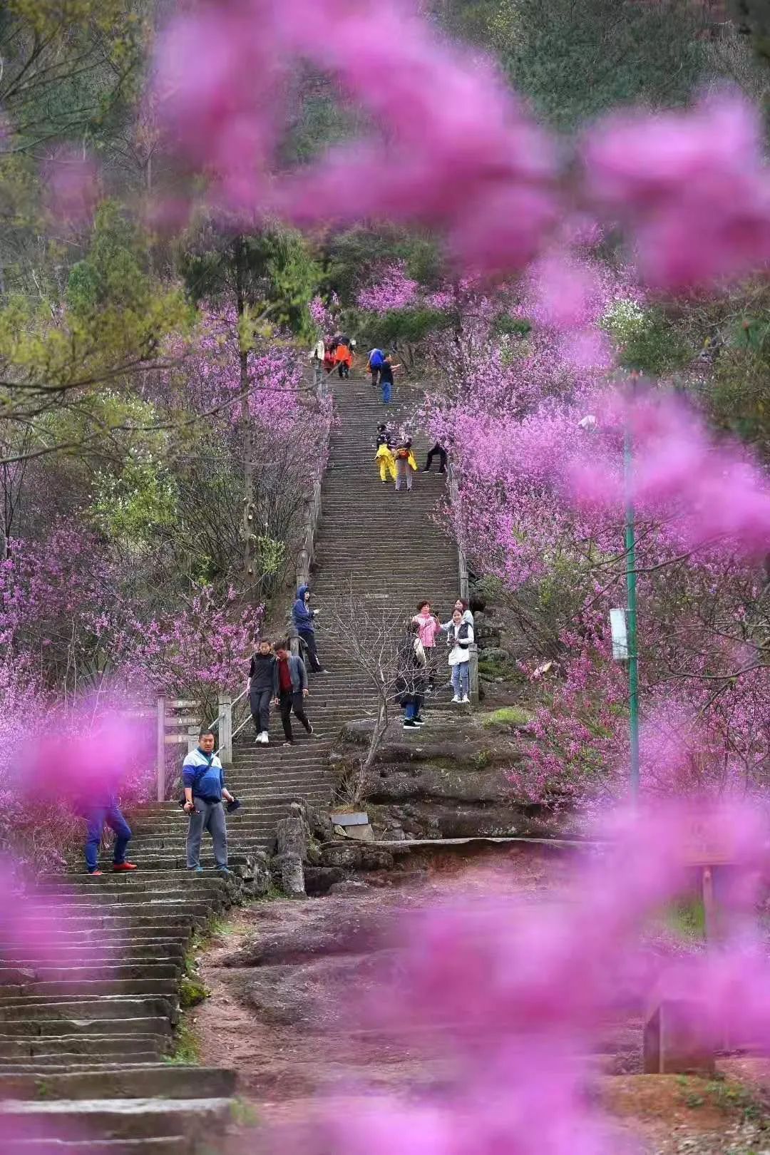 天台赤城山红了! 你还不知道吗?