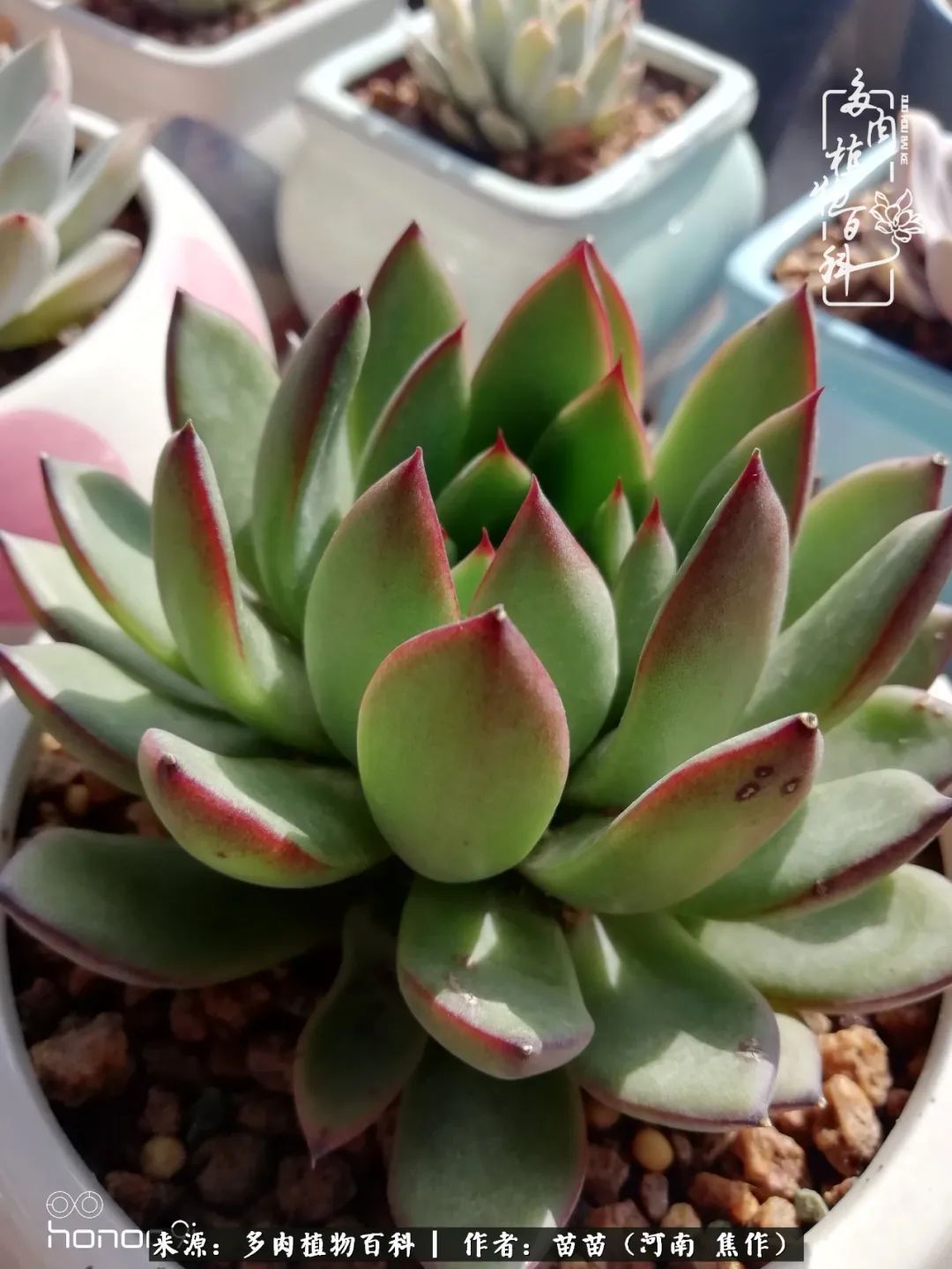 迷上多肉后,有一种喜欢叫一日看三回!