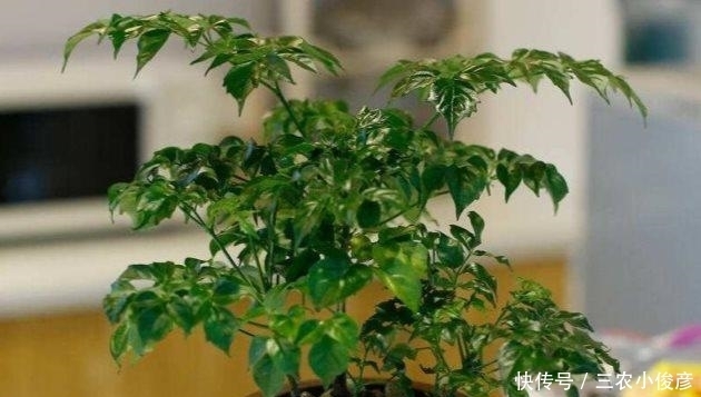 幸福树这样养, 粗枝大叶, 四季绿油油!