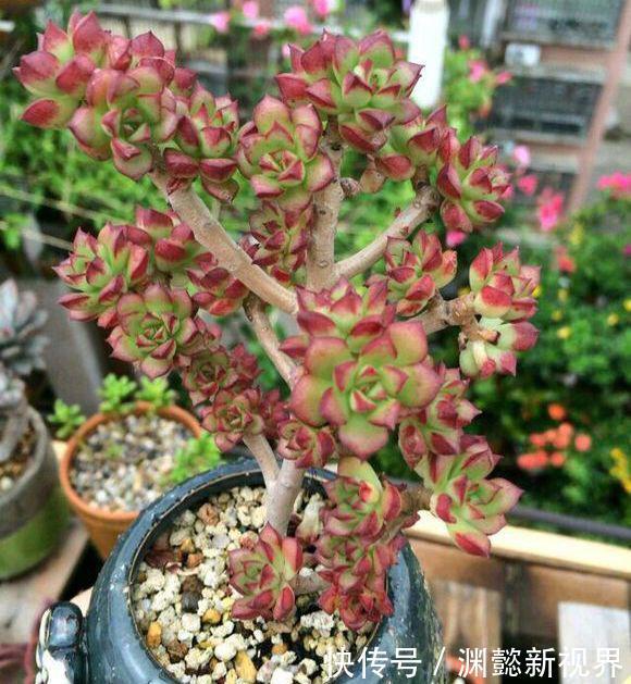 多肉植物|多肉叶插,记住3个小诀窍,生根发芽快,一棵变10棵,一盆变多盆