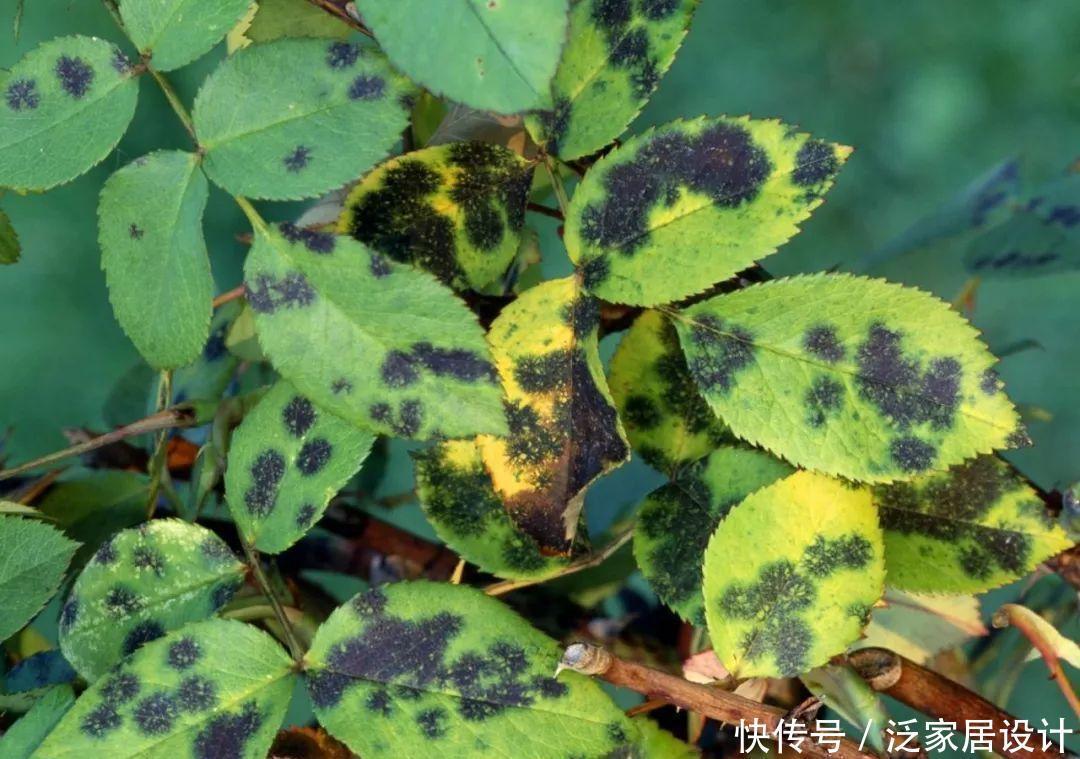 如何避免月季花的病虫害?