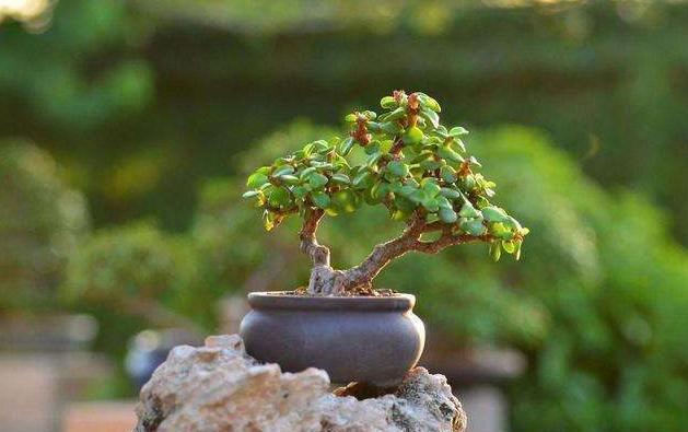 想养盆景就选“它”，一根“小枝条”，变成大“盆景”，只需一年