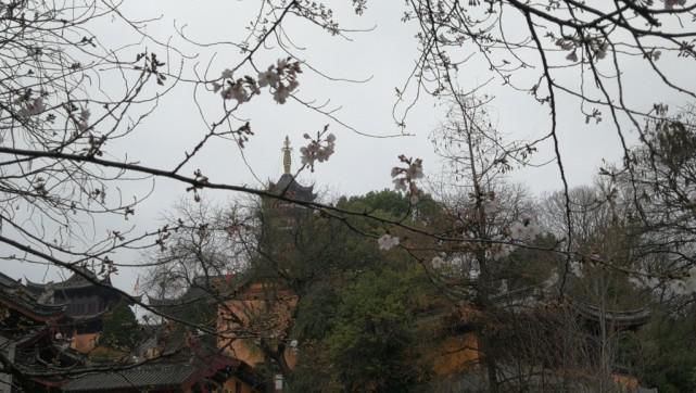 鸡鸣寺樱花开已开，最美800米露真容