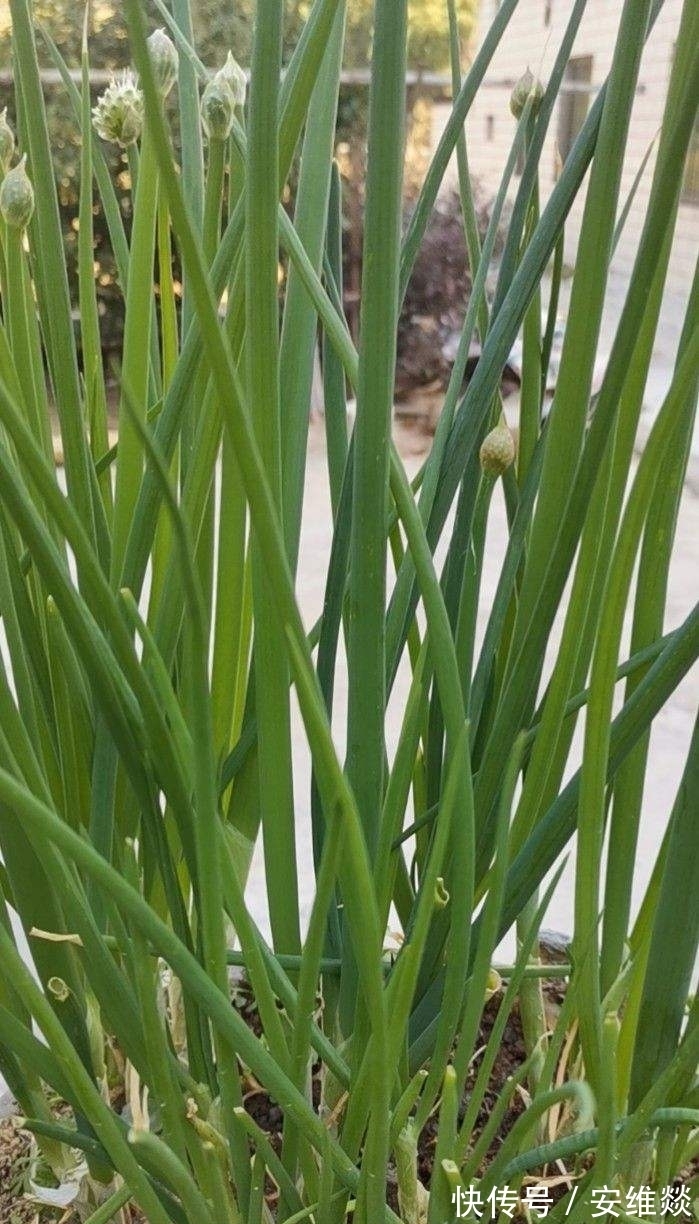 冬天保存大葱，记住2个小妙招，保存一冬天都新鲜！