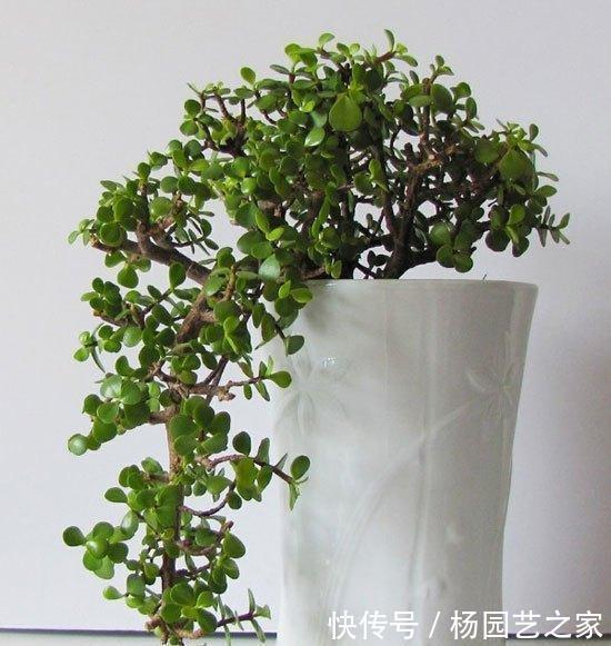 养金枝玉叶盆景，光浇水施肥没用，得会修剪才行，枝叶一少价值高