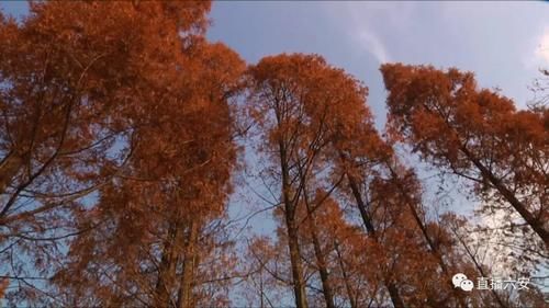 水杉|冬日九墩塘，水杉“染”红妆-寒冬皋城里一抹别样的风景！